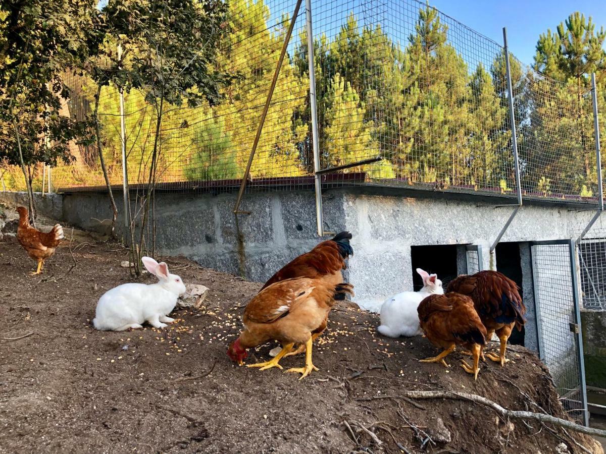 Casa da Quinta da Prelada Simão partie basse Celorico De Basto Exterior foto